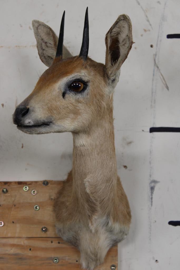 STEENBOK Shoulder Mount (1 of 7)