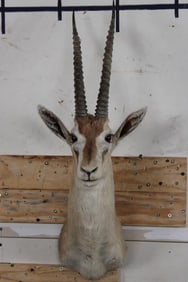 THOMSON'S GAZELLE Shoulder Mount