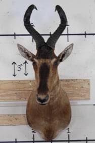 RED HARTEBEEST Shoulder Mount