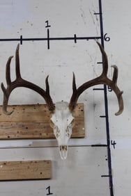 10-Point Symmetrical WHITETAIL DEER Skull