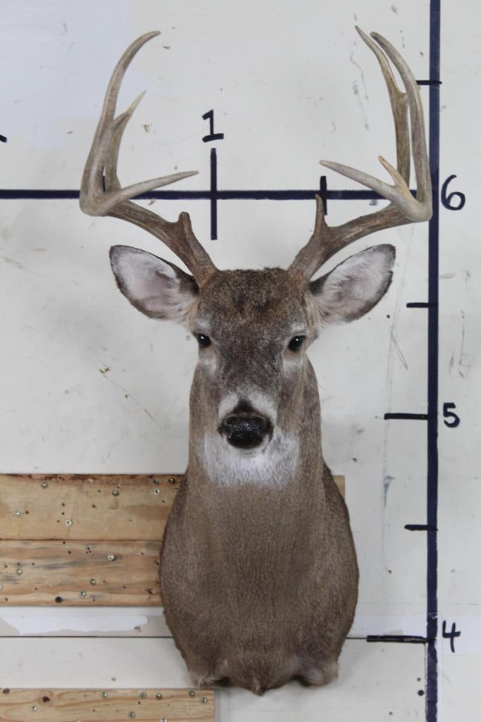 11-Point WHITETAIL DEER Shoulder Mount (1 of 8)