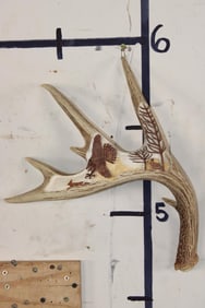 Scrimshawed WHITETAIL DEER Antler Shed