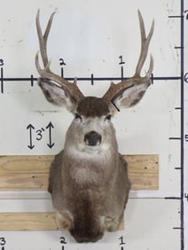 10-Point MULE DEER Shoulder Mount