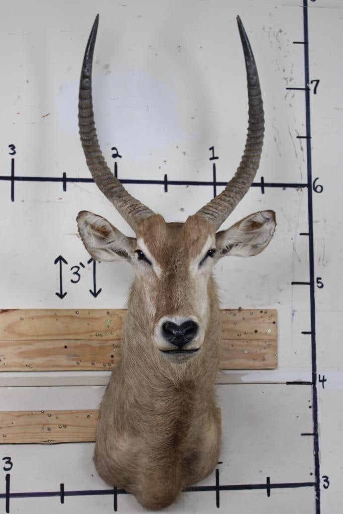 WATERBUCK Shoulder Mount (1 of 9)