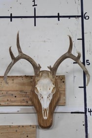 9-Point WHITETAIL DEER Skull on a Wooden Plaque