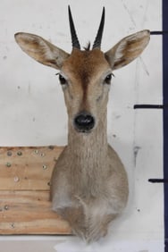 COMMON DUIKER Shoulder Mount