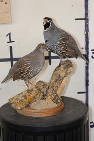 Male and Female CALIFORNIA QUAIL Mounted on a Wooden Branch Base