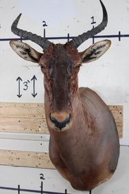 Big TSESSEBE Shoulder Mount