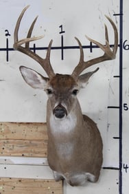 9-Point WHITETAIL DEER Shoulder Mount