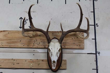 8-Point WHITETAIL DEER Skull on a Wooden Plaque