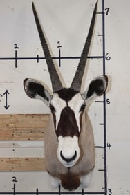 GEMSBOK Shoulder Mount with Removable Horns