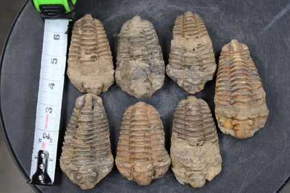 7 TRILOBITE Fossils From Morocco (ONE$)