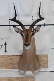 IMPALA Shoulder Mount