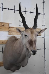 Big ELAND Shoulder Mount