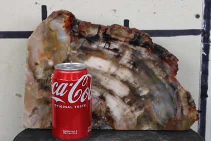 Arizona Rainbow Agatized PETRIFIED WOOD Slice
