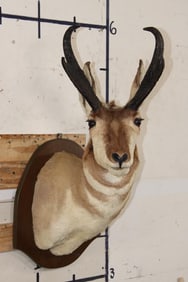 PRONGHORN Shoulder Mount on a Wooden Plaque