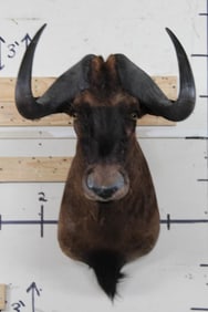 BLACK WILDEBEEST Shoulder Mount