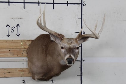7-Point WHITETAIL DEER Shoulder Mount with a Wide Rack