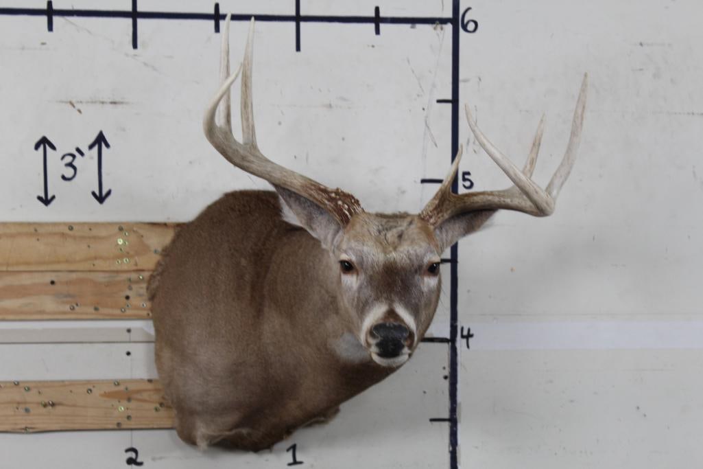 7-Point WHITETAIL DEER Shoulder Mount with a Wide Rack: Nice, Clean, and Newer 7-Point WHITETAIL DEER Shoulder Mount. It has a 22.5" Spread and is in Good Condition. TAXIDERMY