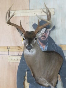 10-Point WHITETAIL DEER Wall Pedestal
