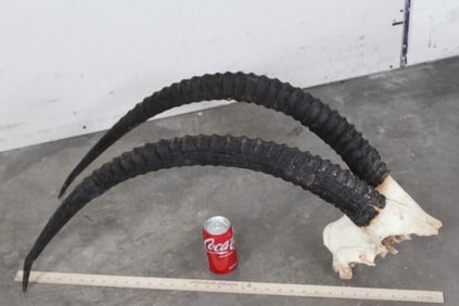 Big SABLE Horns on a Skull Cap