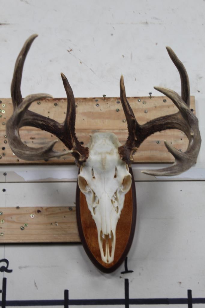 15-Point WHITETAIL DEER Skull on a Wooden Plaque: Very Nice A-Grade 15-Point WHITETAIL DEER Skull with an 18" Spread on a Wooden Plaque. It has All its Teeth and Nasal Turbinates. TAXIDERMY