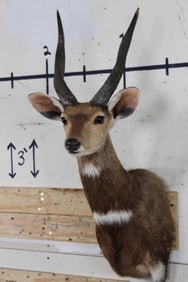 BUSHBUCK Shoulder Mount
