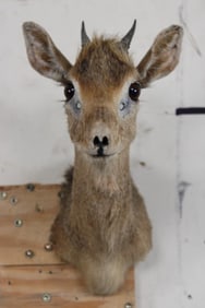 DIK DIK Shoulder Mount