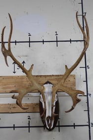 Double Shovel 33-Point CARIBOU Skull Euro Mount