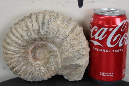 AMMONITE Fossil From Madagascar