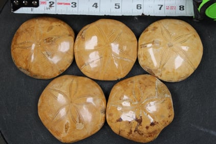 5 SEA URCHIN Fossils (ONE$)