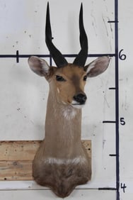 BUSHBUCK Shoulder Mount
