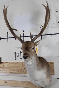 Big FALLOW DEER Shoulder Mount