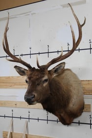 10-Point ELK Shoulder Mount