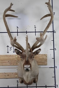 CARIBOU Shoulder Mount in Velvet