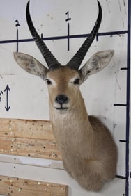 COMMON REEDBUCK Shoulder Mount