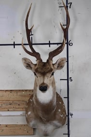 AXIS DEER Shoulder Mount