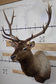Big 13-Point ELK Shoulder Mount