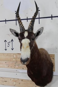 BLESBOK Shoulder Mount
