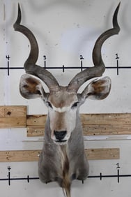 Big KUDU Shoulder Mount