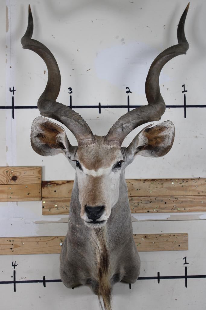 Big KUDU Shoulder Mount (1 of 12)