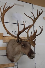 Big CARIBOU Shoulder Mount