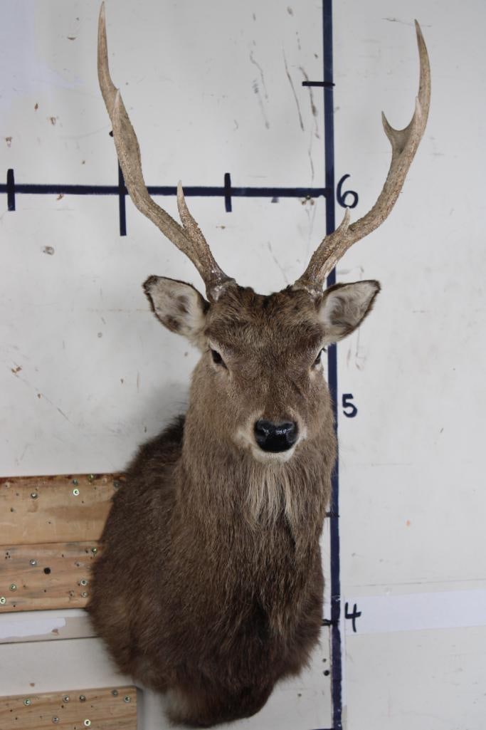 7-Point SIKA DEER Shoulder Mount (1 of 8)