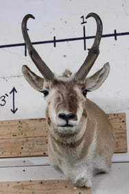 PRONGHORN Shoulder Mount