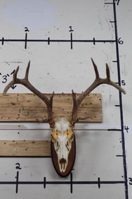 11-Point WHITETAIL DEER Skull with Extra Brow Tines