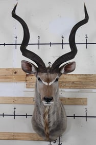 Big KUDU Shoulder Mount