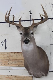 10-Point WHITETAIL DEER Shoulder Mount