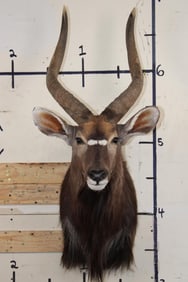 NYALA Shoulder Mount with Removable Horns