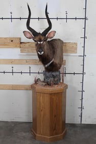 NYALA Mounted on a Wooden Pedestal