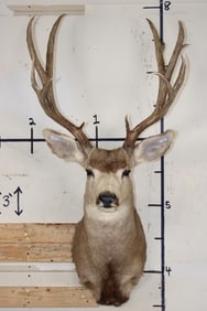 12-Point MULE DEER Shoulder Mount with a Tall Rack
